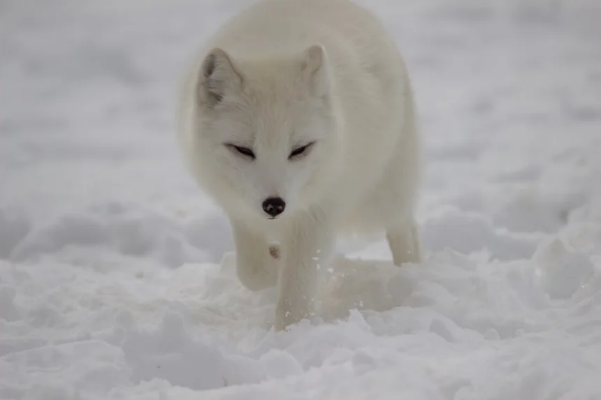 Arctic Fox