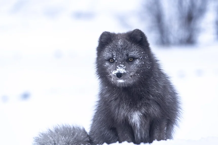 Arctic fox