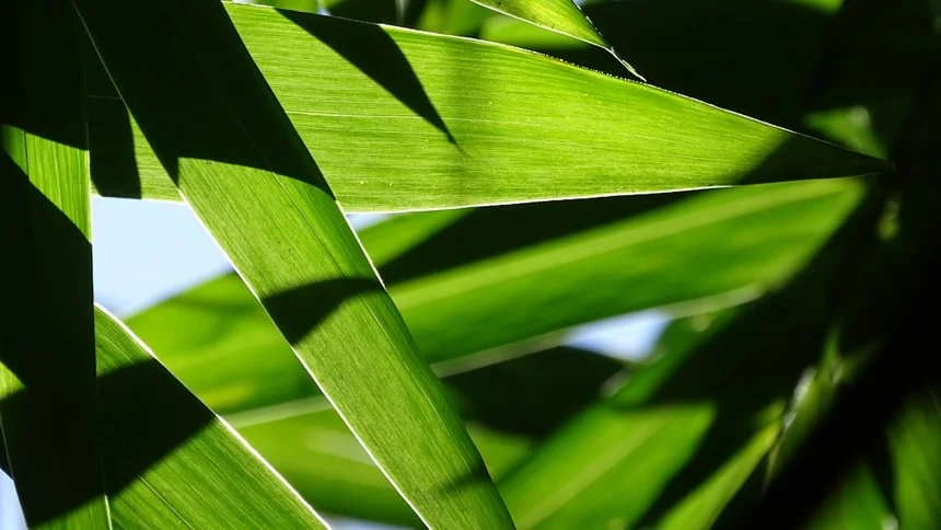 Bamboo