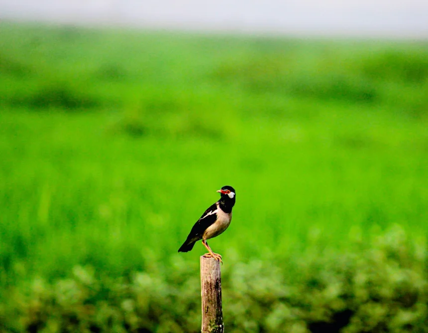 Bangladesh