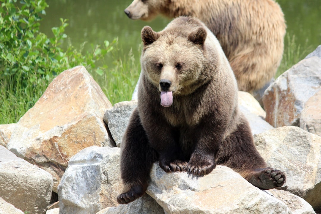 Bear