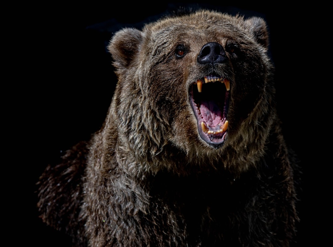 Bear