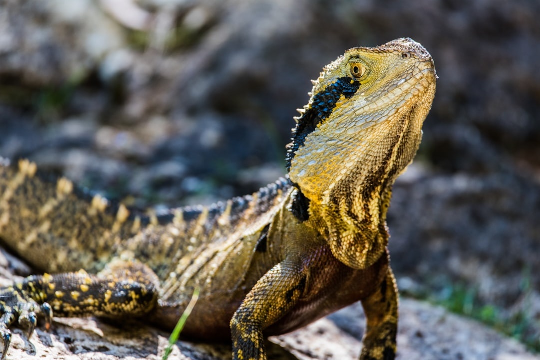 Bearded Dragon