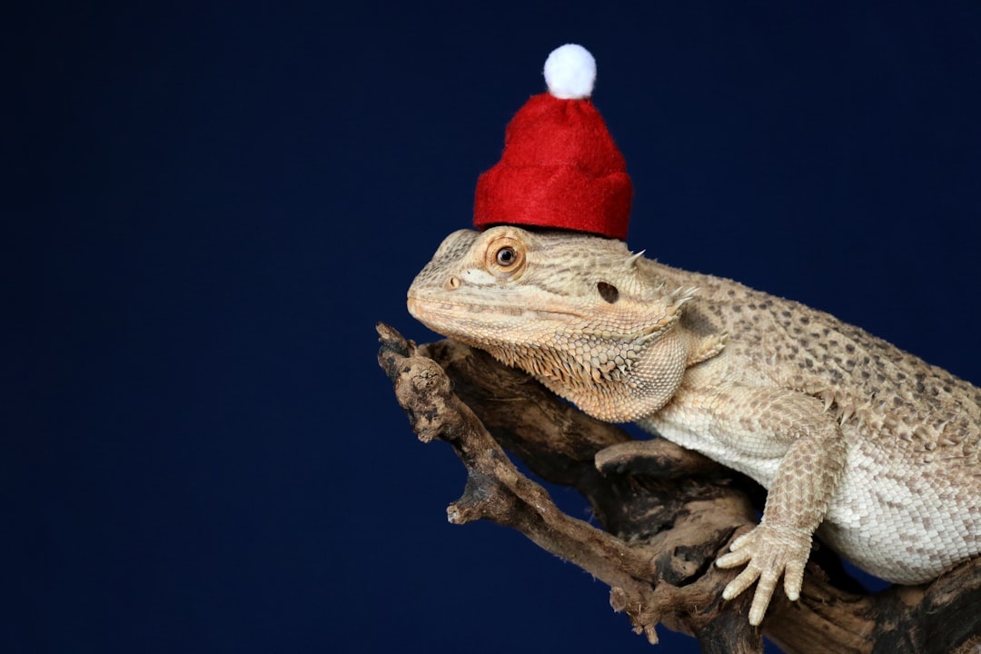 Bearded Dragon