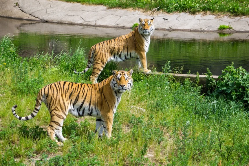 Bengal Tiger