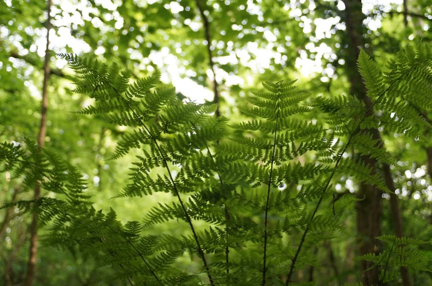 Biodiversity
