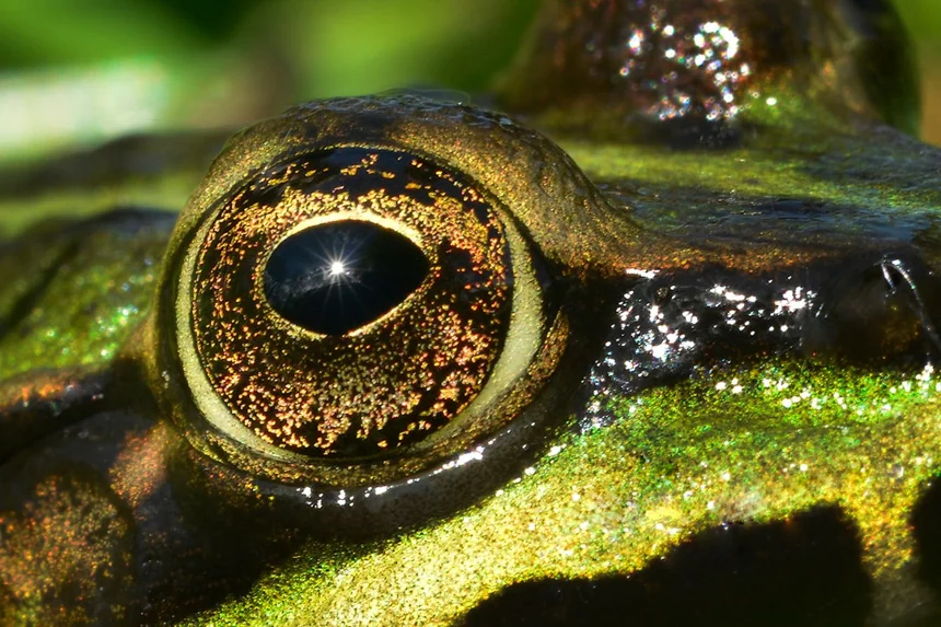 Biodiversity