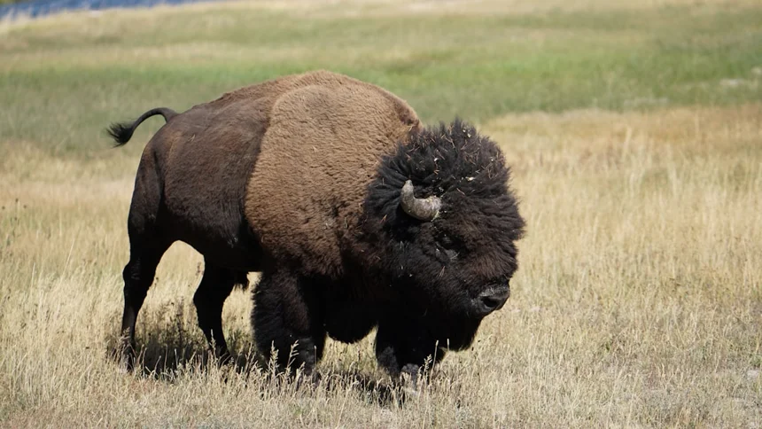 Bison