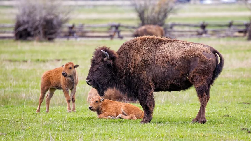 Bison
