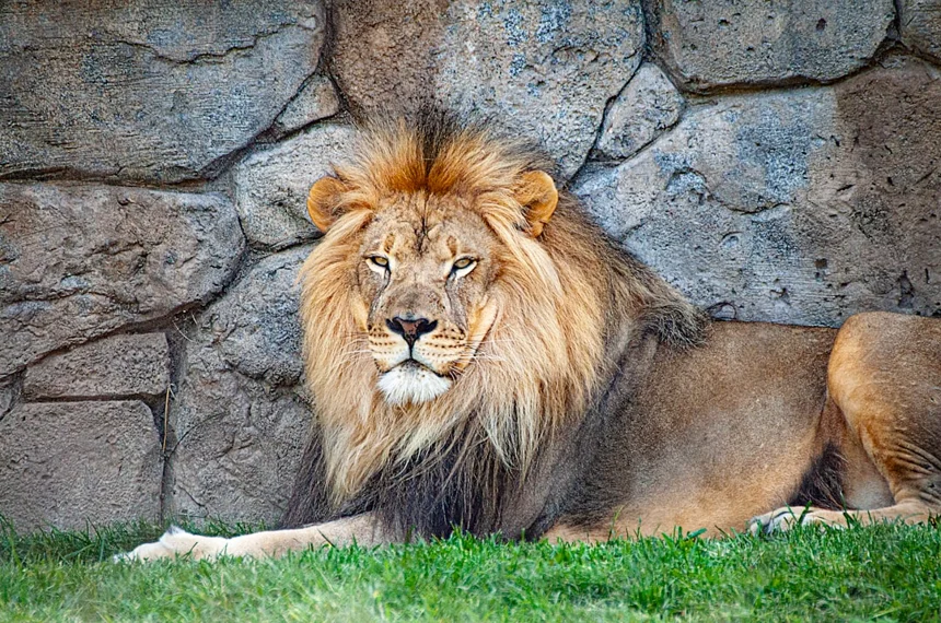 Black Lion