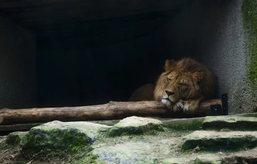 Black Lion