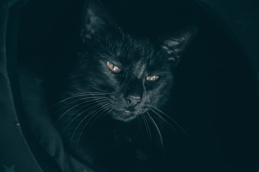 Black Panther