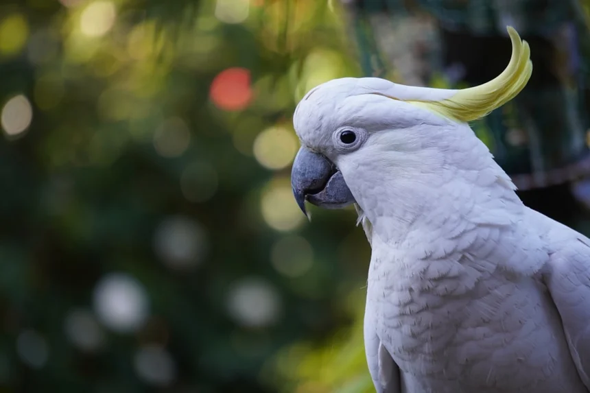 Cockatoo