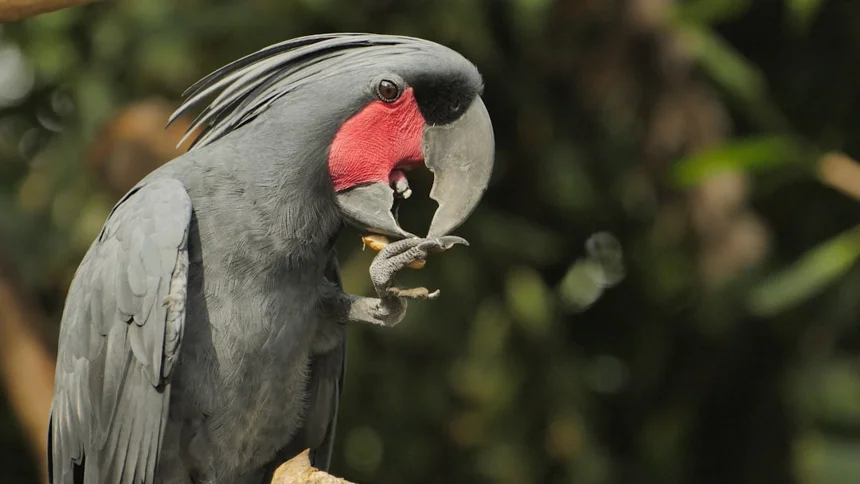Cockatoo