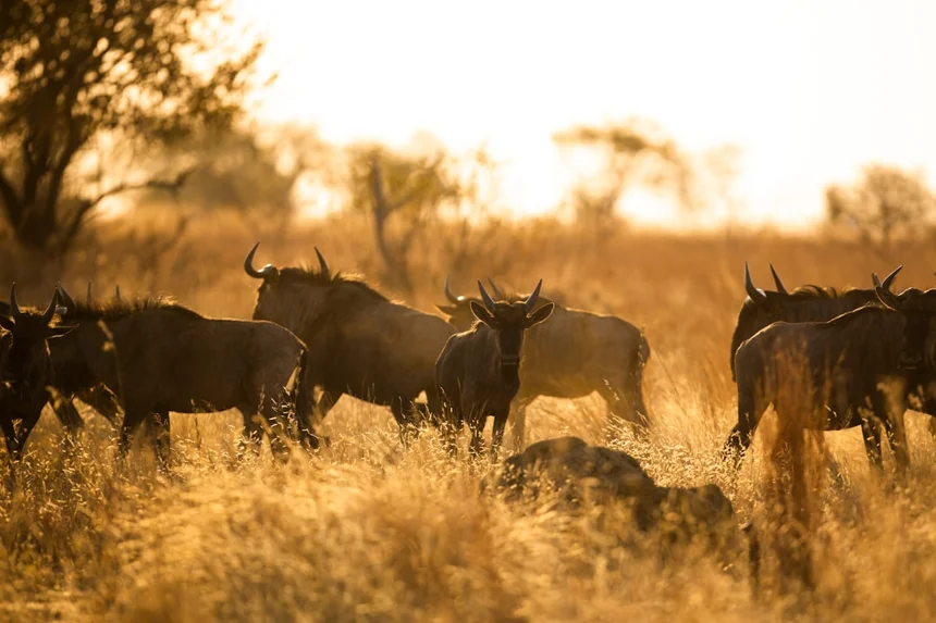 Conservation