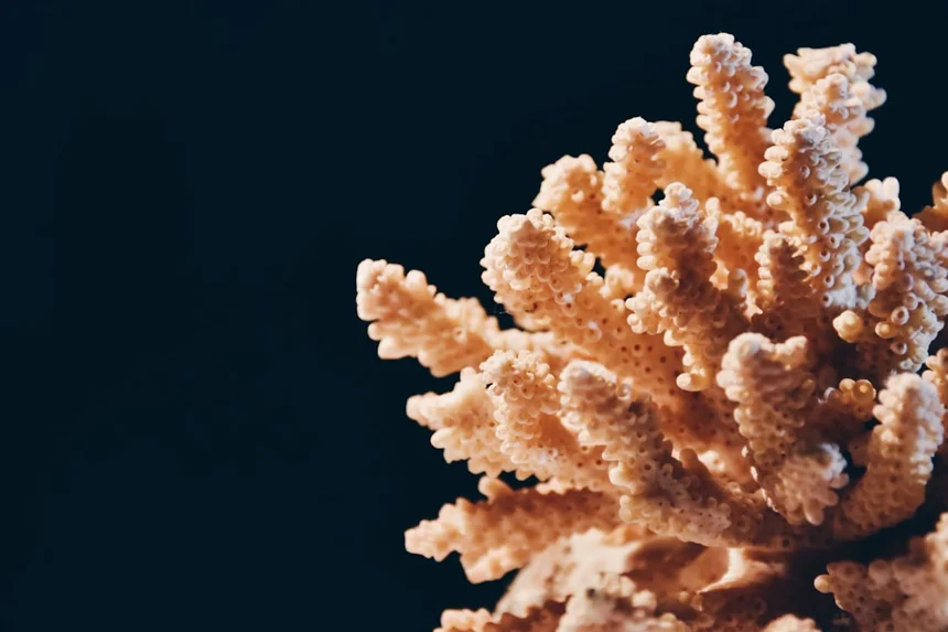 Coral