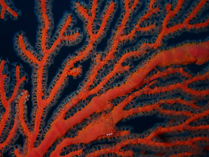Coral