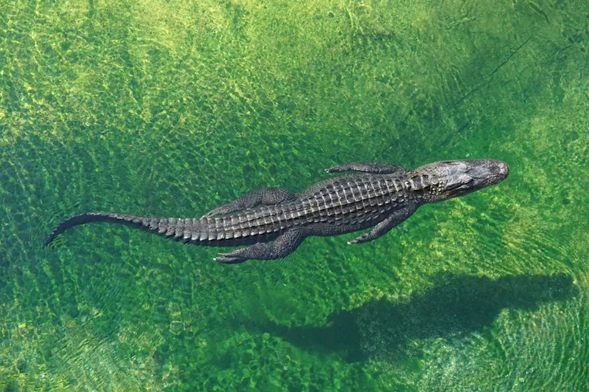 Crocodile