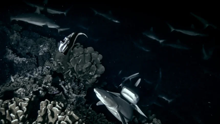 Darkness Reef