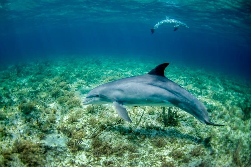 Dolphin