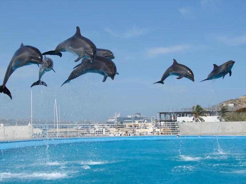 Dolphin