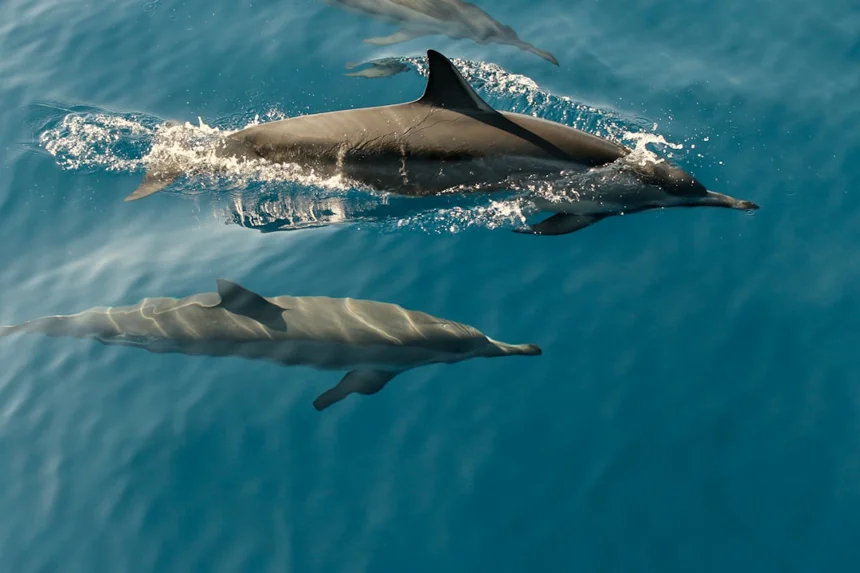 Dolphin