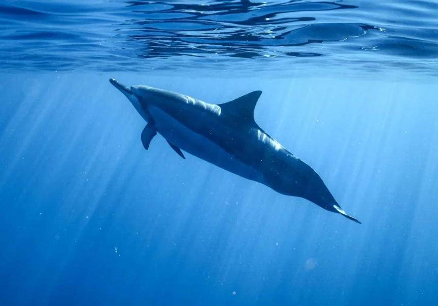 Dolphin