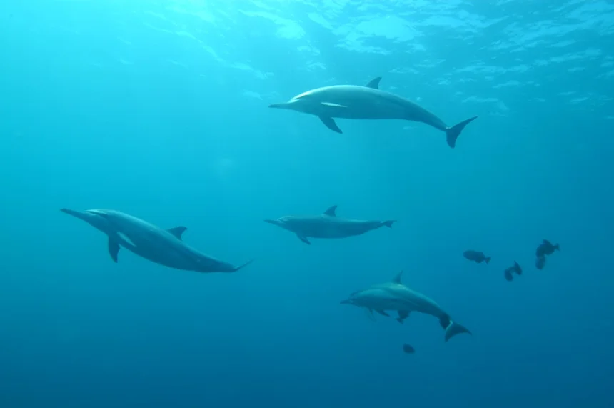 Dolphin