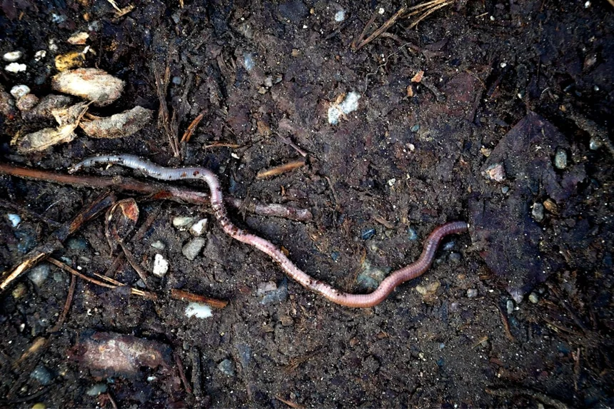 Earthworm