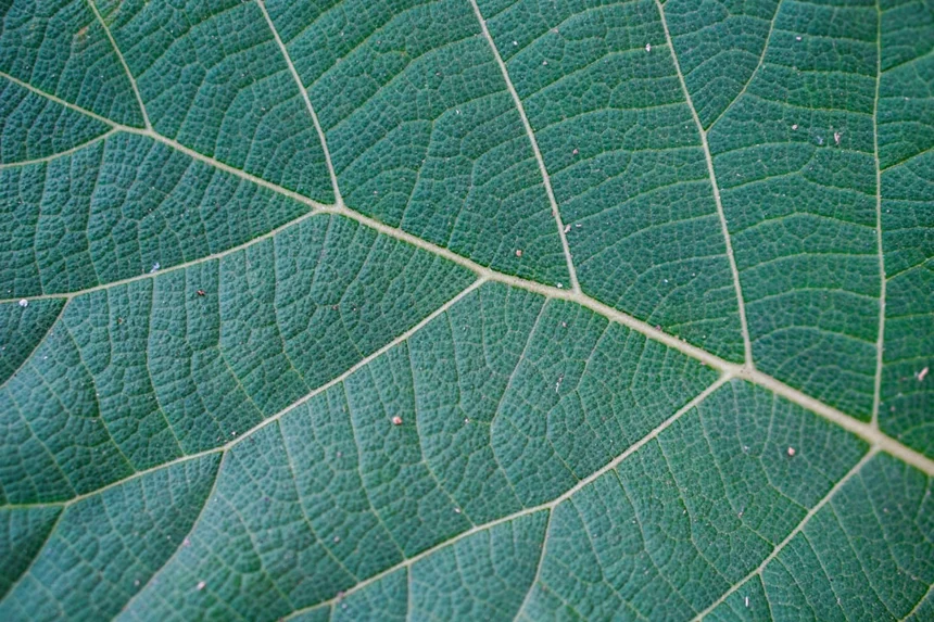 Ecology
