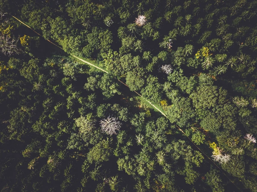 Ecology