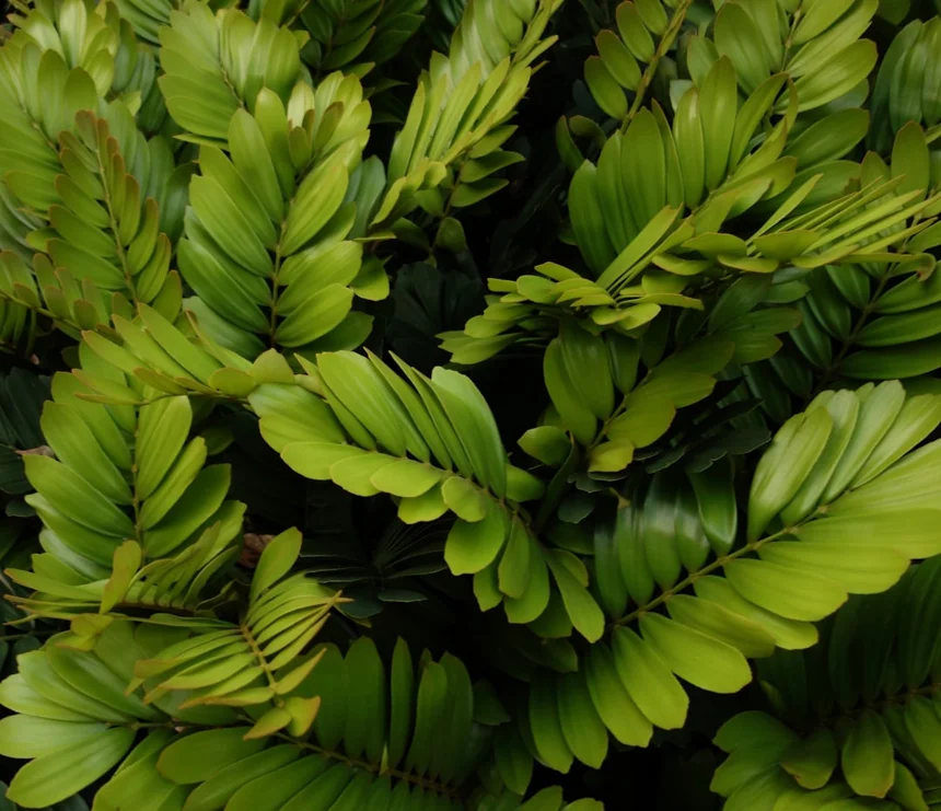 Ecology