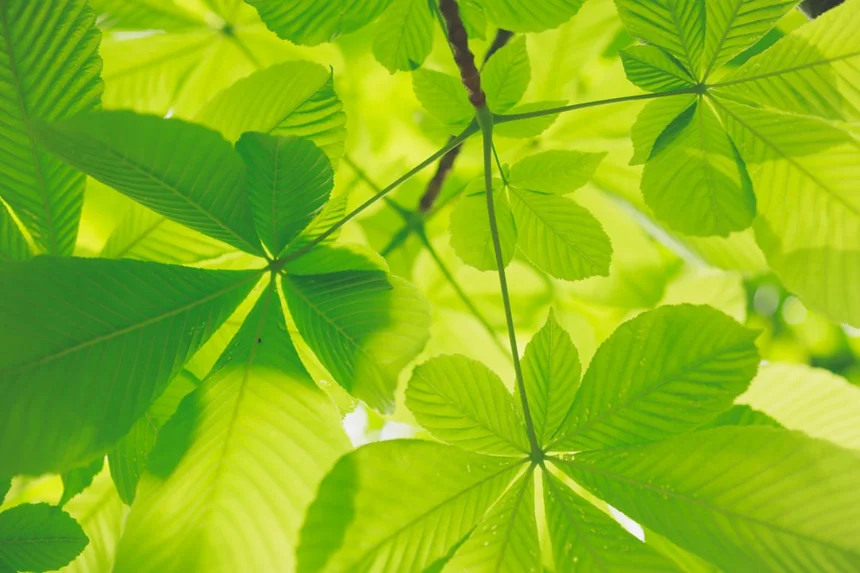 Ecology