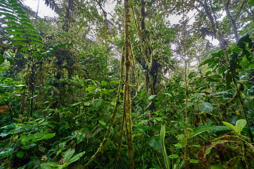 Ecosystem