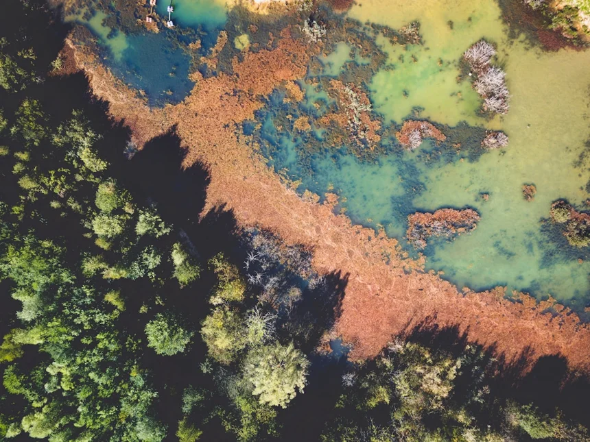 Ecosystem