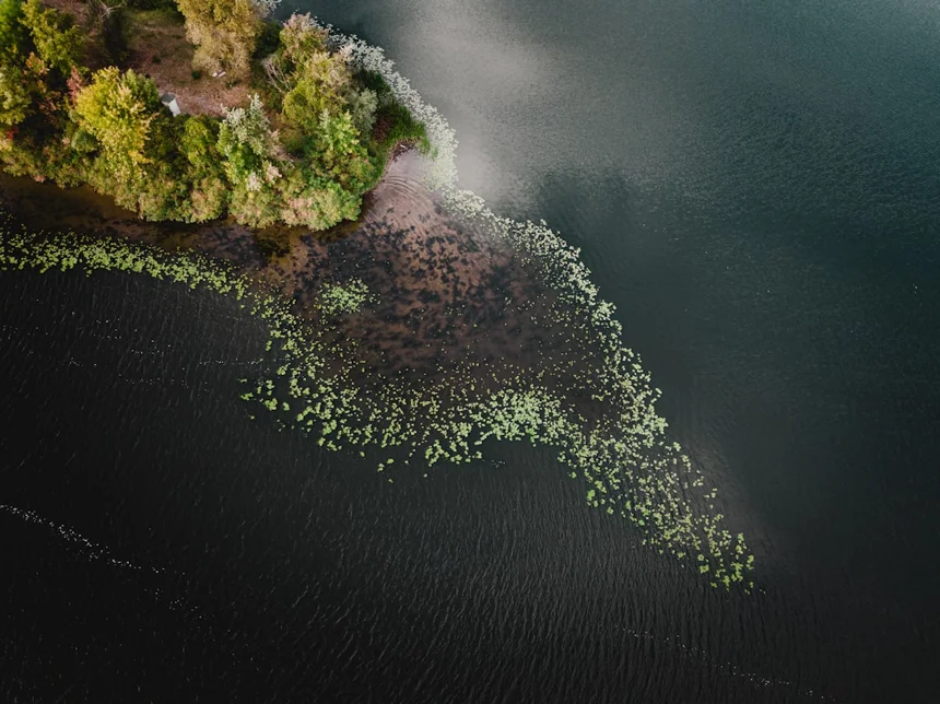 Ecosystem