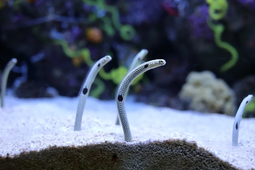 Eel
