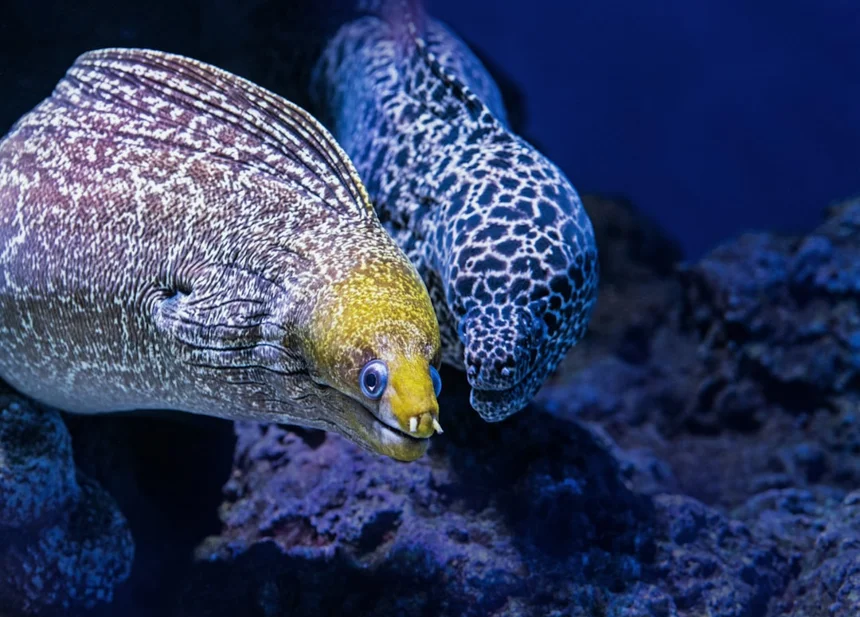 Eel