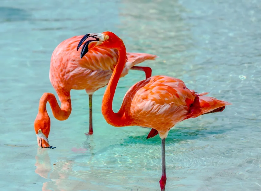 Flamingo