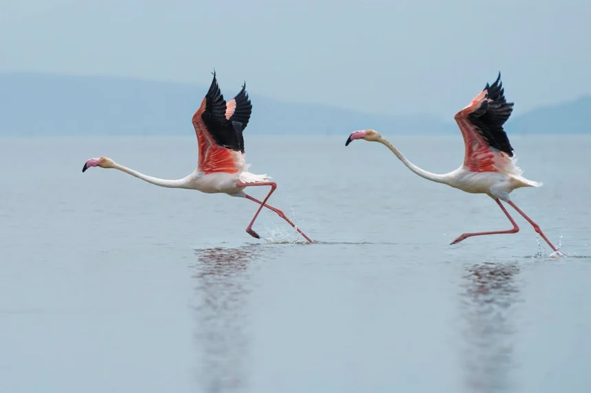 Flamingo