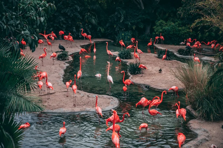 Flamingo