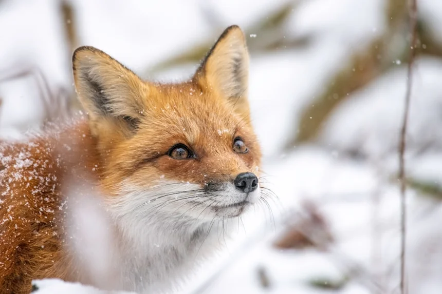 Fox