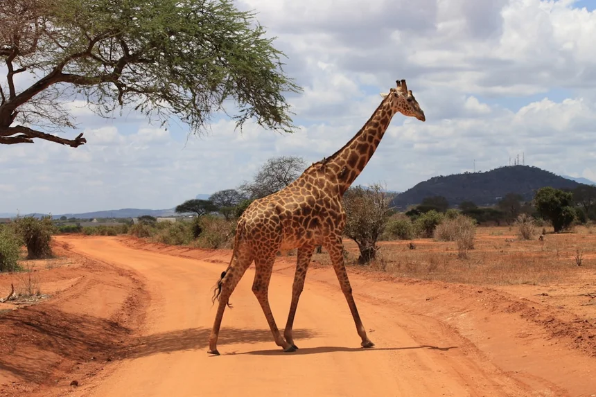 Giraffe