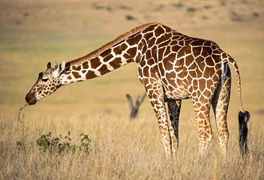 Giraffe