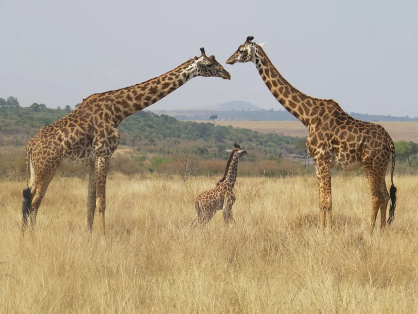 Giraffe