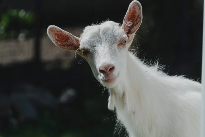 Goat
