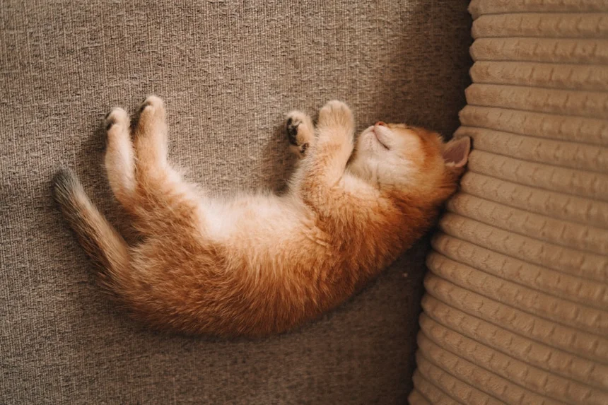 Golden cat