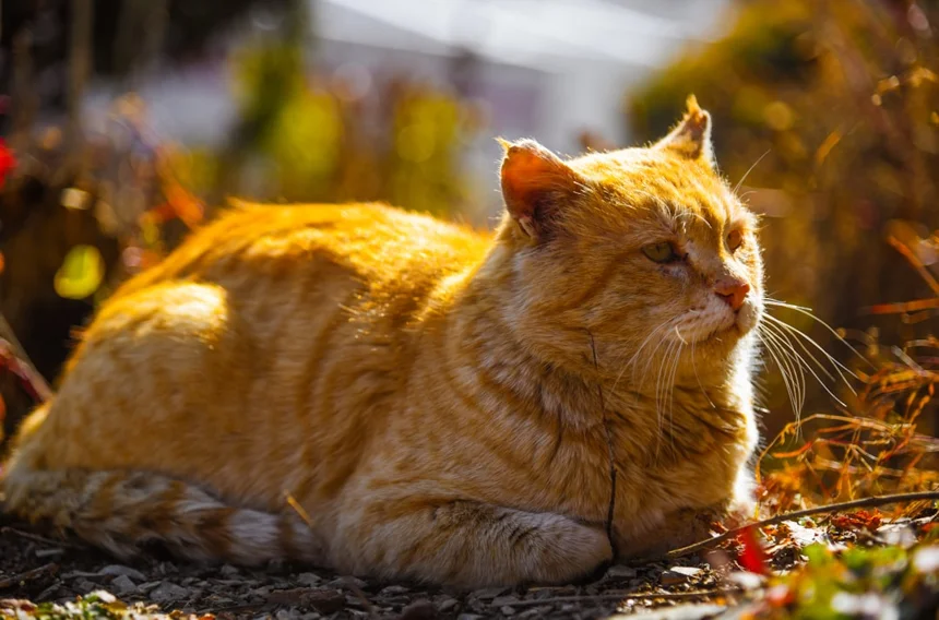 Golden cat