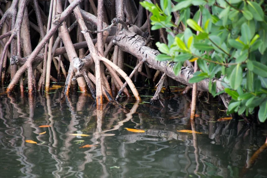 Habitat