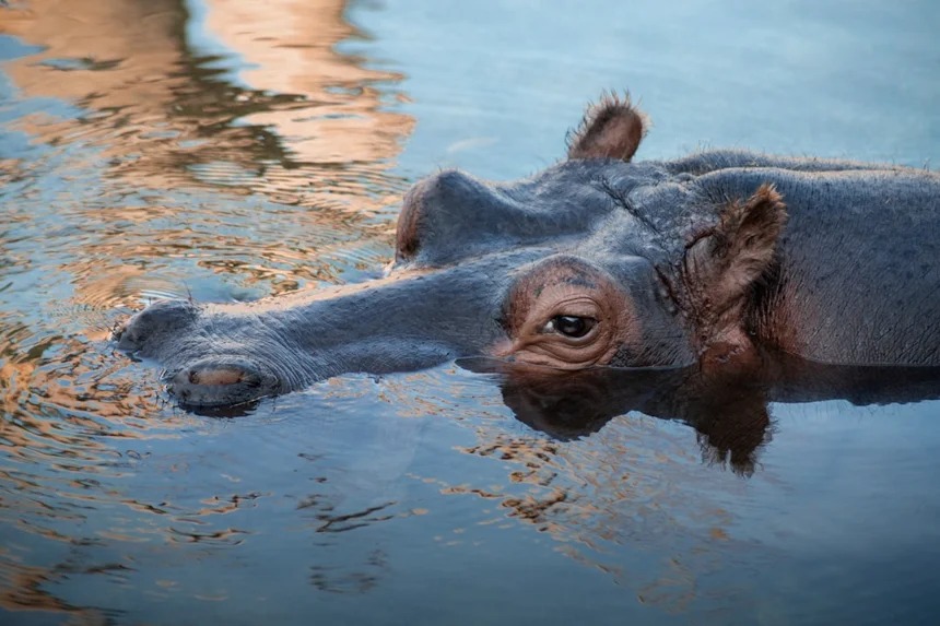 Hippopotamus
